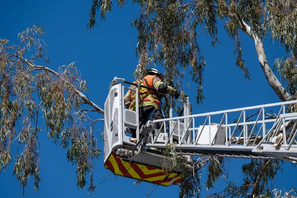 Een Brandweerploeg Een Ladder Een Boom — Stockfoto