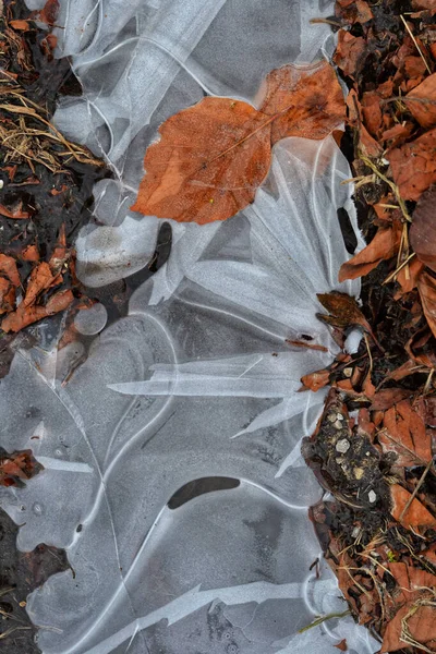 Kuru Yaprakların Arasında Güzel Bir Donmuş Dere Görüntüsü — Stok fotoğraf