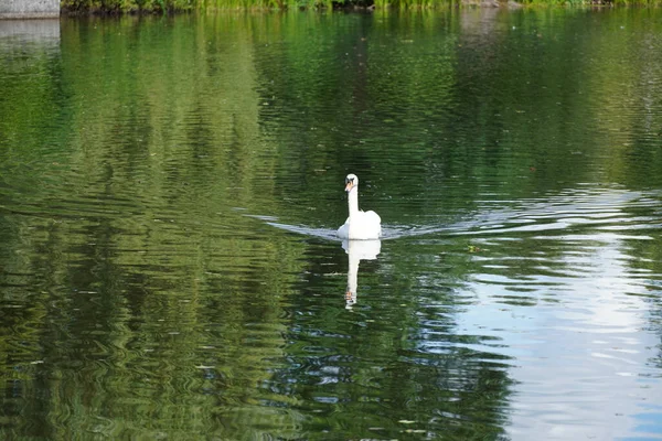 Beau Cygne Blanc Nageant Seul Dans Lac Parc — Photo