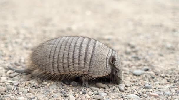 Närbild Armadillo Marken — Stockvideo