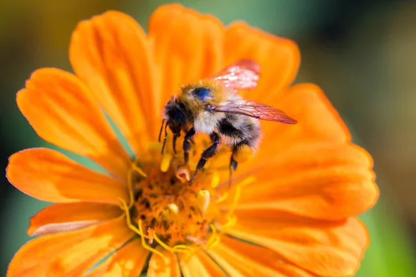 Egy Makró Vad Méh Egy Virágon — Stock Fotó