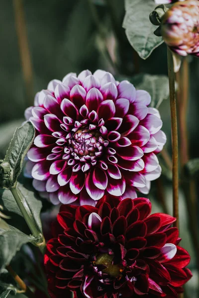 Şelalede Açan Güzel Mor Yıldız Çiçeklerinin Yakın Çekimi — Stok fotoğraf