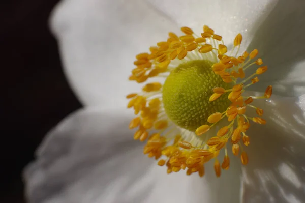 Tiro Macro Detalhes Pétalas Uma Bela Flor Branca Amarela Florescendo — Fotografia de Stock