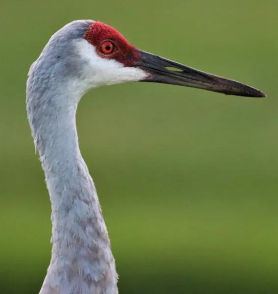 Gros Plan Une Grue Canada État Sauvage — Photo