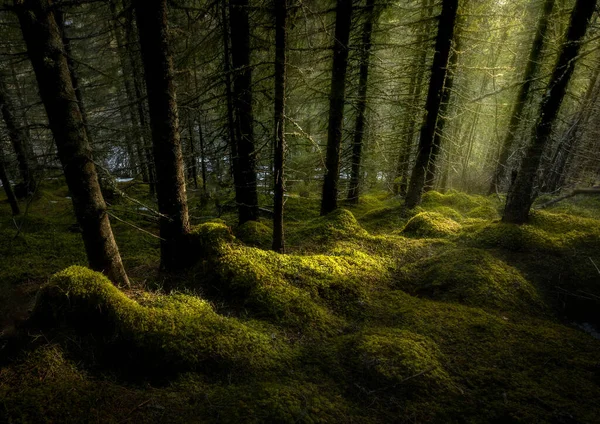Прекрасний Вид Дерева Рослини Лісі — стокове фото