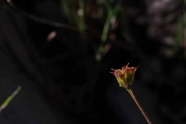 Selektywne Ujęcie Ostrości Kwiatka Polnego Trawiastym Czarnym Tle — Zdjęcie stockowe
