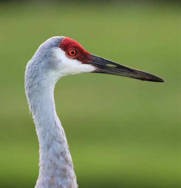 Gros Plan Peu Profond Sur Une Grue Canada État Sauvage — Photo