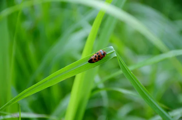Kırmızı Siyah Buğday Bitinin Yapraktaki Makro Görüntüsü — Stok fotoğraf