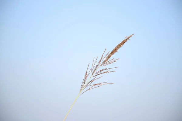 Tiro Close Espiga Trigo Fundo Céu Azul — Fotografia de Stock