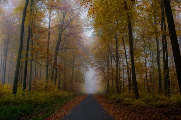 Uma Trilha Uma Floresta Queda Uma Neblina — Fotografia de Stock