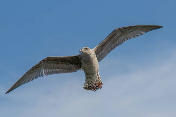 Uma Gaivota Voando Céu Azul — Fotografia de Stock