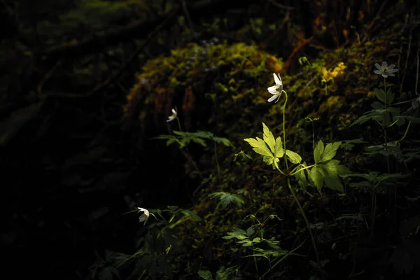 Doğada Küçük Bir Çiçeğin Güzel Bir Fotoğrafı — Stok fotoğraf