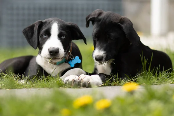 Dos Perros Blancos Negros Jugando Jardín —  Fotos de Stock