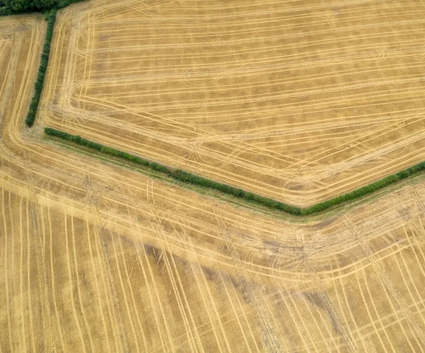 Una Vista Natural Frontera Hierba Medio Campo Agrícola Campo — Foto de Stock