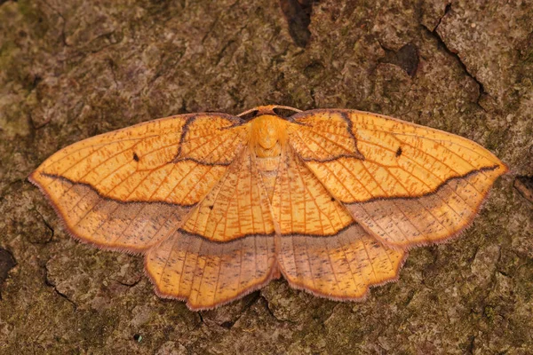 カラフルな境界線の美しさの蛾の閉鎖 開いている翼を持つ木の部分でEpione Repandaria — ストック写真