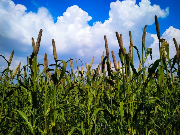 トウモロコシ畑と青空が広がる美しい風景 — ストック写真