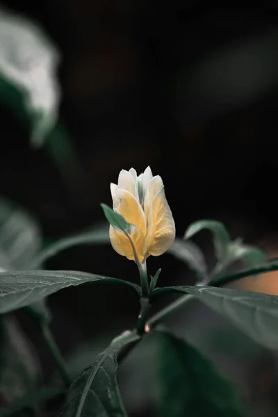 Uma Flor Florescente Uma Planta Camarão Dourado Fundo Borrado — Fotografia de Stock