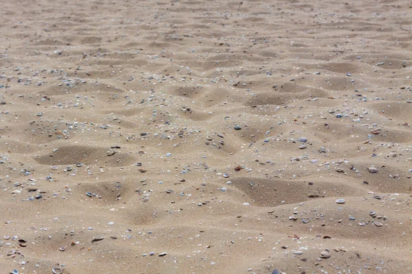 Пляжный Песок Покрытый Дроблеными Моллюсками — стоковое фото