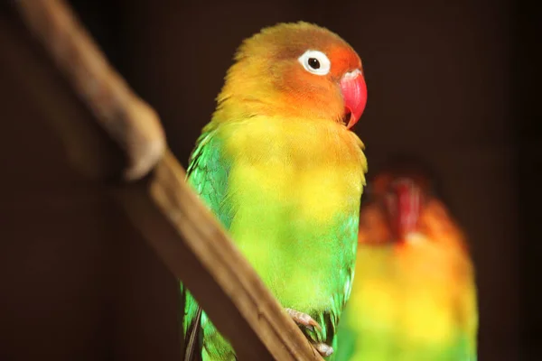 A yellow-collared lovebird on a blurred background