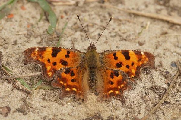 Färgglad Orange Comma Fjäril Polygonia Album Värmer Upp Med Öppna — Stockfoto