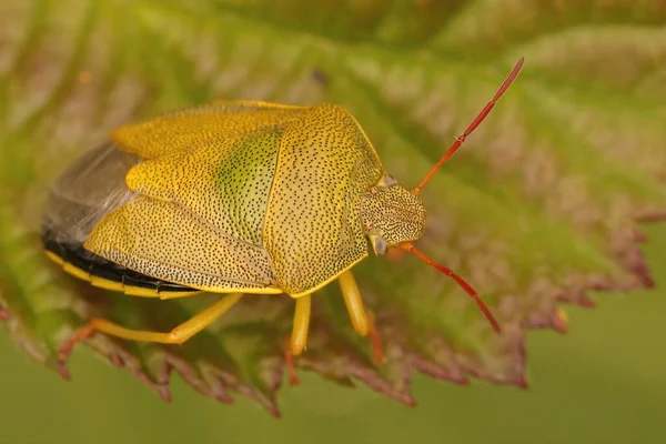 Closeup Colorido Escudo Gorse Piezodorus Lituratus Sentado Uma Folha — Fotografia de Stock