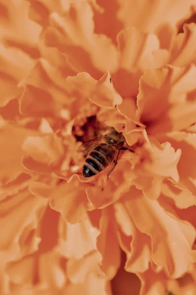 Včela Krmí Oranžovém Květu — Stock fotografie