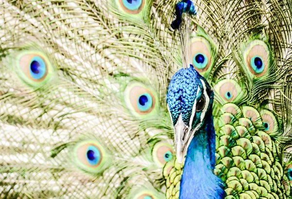 Detailní Portrét Krásné Indické Peafowl — Stock fotografie
