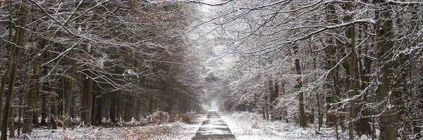 Una Vista Panorámica Sendero Parque Invierno — Foto de Stock