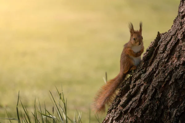 Cute Squirrel Forest — Stock Photo, Image