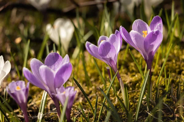 Beautiful Shot Early Crocus Flowers Field — Stock Photo, Image