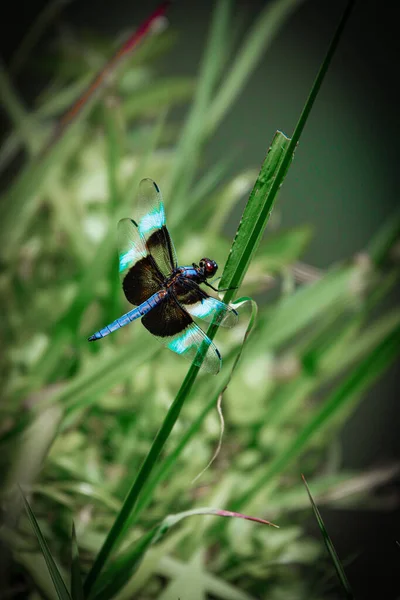 Colpo Verticale Una Libellula Una Pianta — Foto Stock