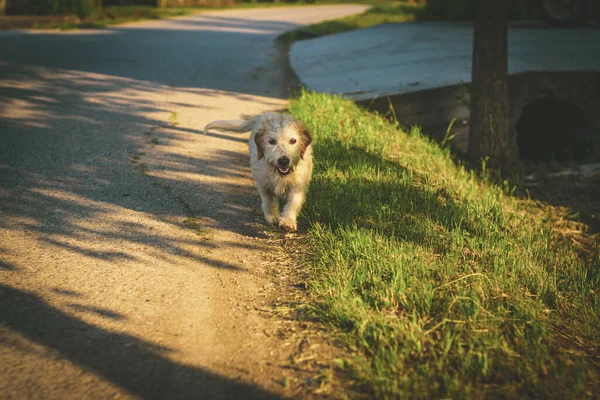 Неглубокий Фокус Белой Собаки Идущей Тротуару — стоковое фото