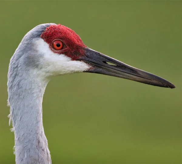 Foyer Peu Profond Une Grue Canada Dans Nature — Photo