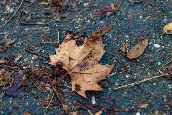 Överblick Över Fallen Torr Höst Löv — Stockfoto