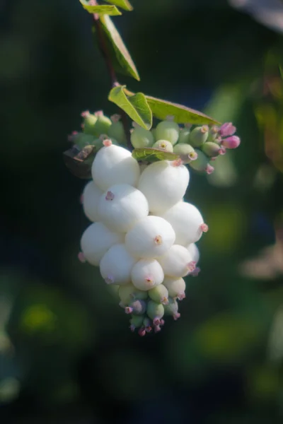 Dikey Olarak Seçilmiş Güzel Beyaz Kar Çilekleri — Stok fotoğraf