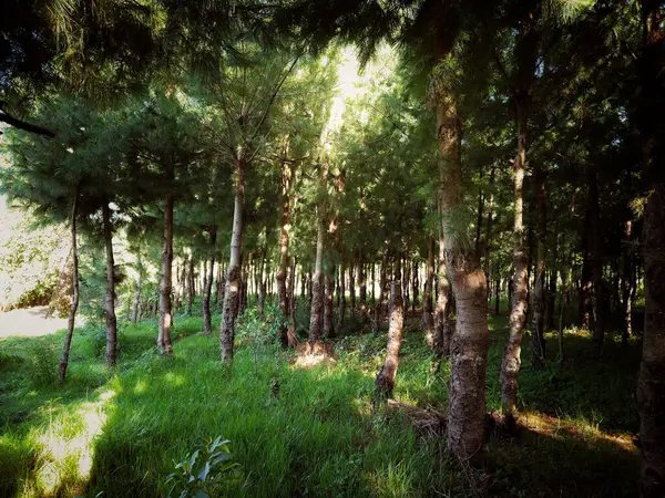 Természetes Kilátás Erdőben Ahol Napfény Áthalad Ágakon — Stock Fotó