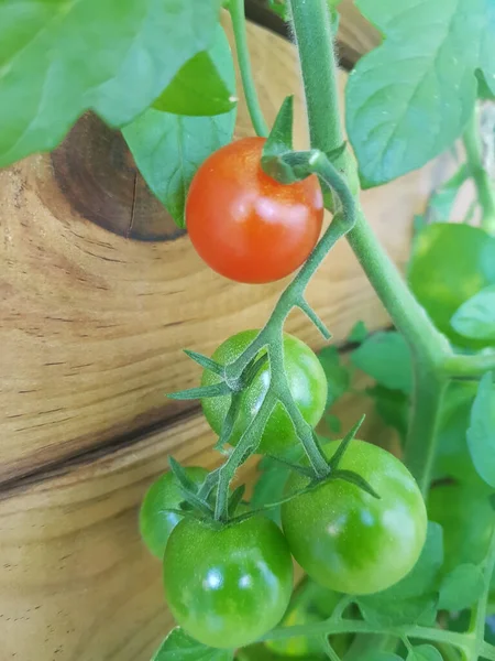 Plan Vertical Tomates Vertes Rouges Immatures Accrochées Une Surface Bois — Photo