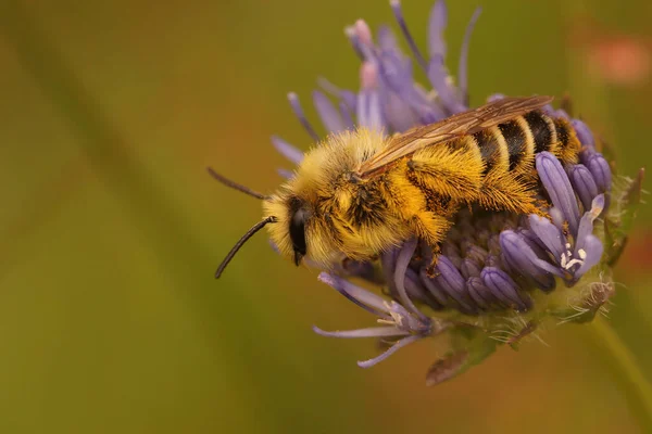 시오네 Jasione Montana 의푸른 파탈룬 Dasypoda Hirtipes — 스톡 사진