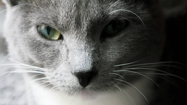 Yeşil Gözlü Gri Bir Kedinin Yakın Çekimi — Stok fotoğraf