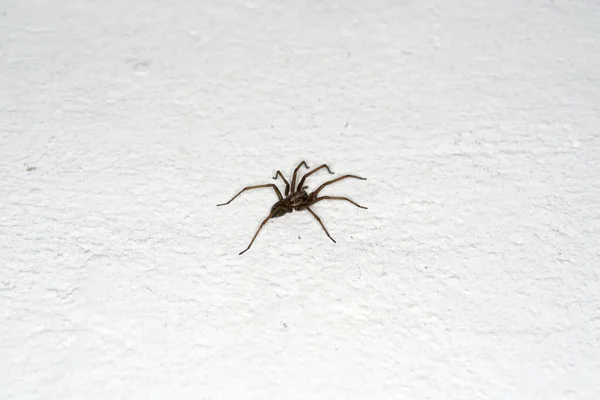 Large Brown Spider Crawling White Surface — Stock Photo, Image