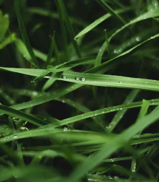 Selective Closeup Dew Green Grass — Stock Photo, Image