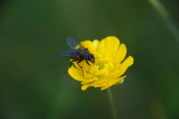 Nahaufnahme Einer Fliege Auf Einer Gelben Blume — Stockfoto