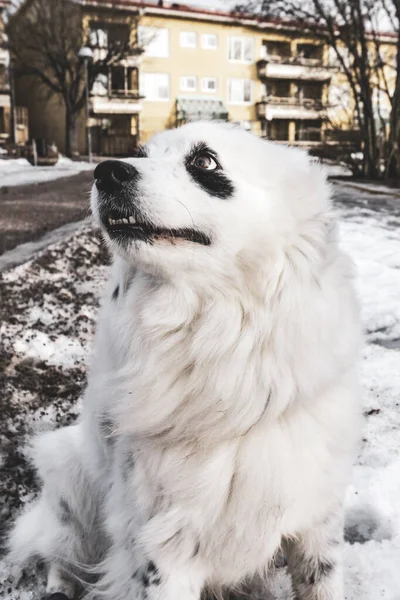 Tiro Vertical Cão Branco Livre Inverno — Fotografia de Stock