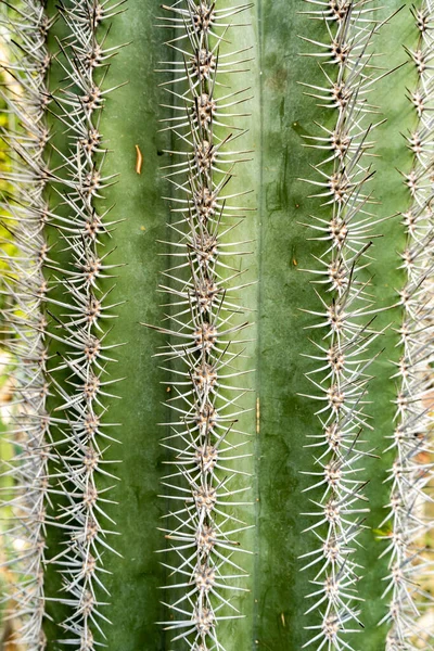 Hermoso Verde Textura Cactus Agudos Backgrou —  Fotos de Stock