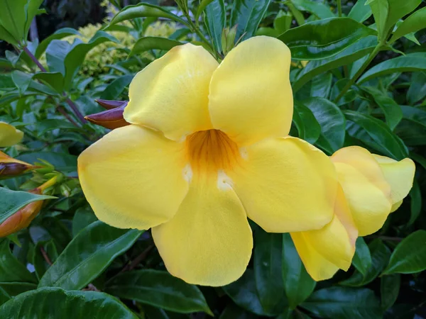 Gros Plan Une Fleur Jaune Allamanda Dans Joli Jardin — Photo