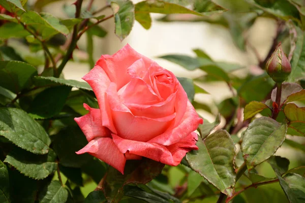 在一个漂亮的花园里拍了一张漂亮的粉红色玫瑰花的特写 — 图库照片