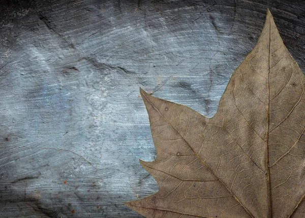 Detailní Záběr Suchého Podzimního Javorového Listu Izolovaného Šedém Pozadí — Stock fotografie