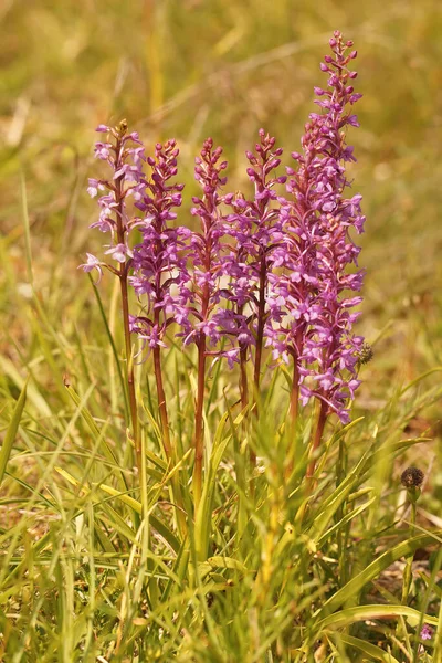 Detailní Záběr Barevnou Fialovou Parfémovanou Křídovou Orchidej Gymnadenia Conopsea Viroinu — Stock fotografie