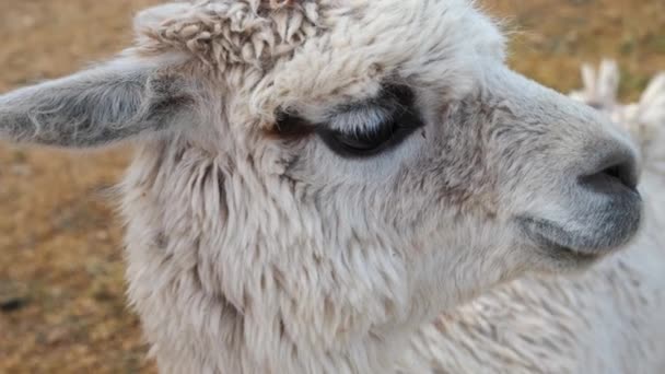 Close Van Een Schaap Dierentuin — Stockvideo