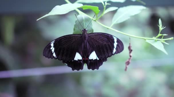 Papillon Sur Feuille Verte Plante Dans Jardin Vue Rapprochée — Video